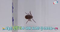 일찍 찾아온 더위로 작년보다 2배나 많아진 참진드기!! 물리면 사망할 수도...ㅣ4월 5주 주간 안전통신문(feat.대전시 보건환경연구원)