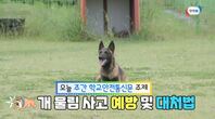 급증하는 개 물림 사고!! 이렇게만 대처하면 안전할 수 있습니다!ㅣ6월 2주 주간안전통신문(feat.중앙119구조본부 인명구조견센터)
