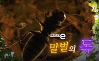 <안전채널e> 11화 - 말벌의 독(2022)