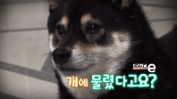 <안전채널e> 23화 - 개에 물렸다고요?(2022)